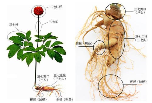 三七須根與三七主根